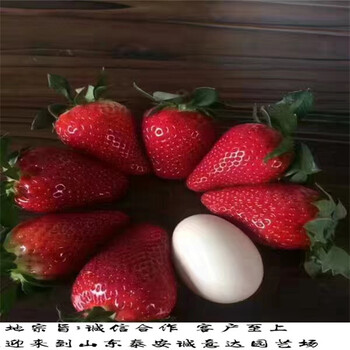 苗圃章姬草莓苗，章姬草莓苗多少钱一棵