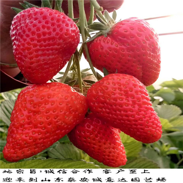 中莓1号草莓苗怎么种植,山东日照甜查理草莓苗