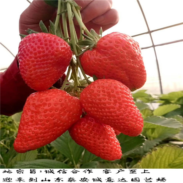重庆红颜草莓苗冷藏包邮运输现在价格