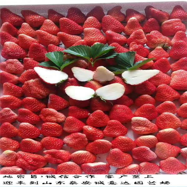 桃熏草莓苗零售，陕西安康妙香7号草莓苗
