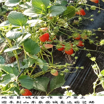 圣诞红草莓苗新价格，天津塘沽法兰地草莓苗