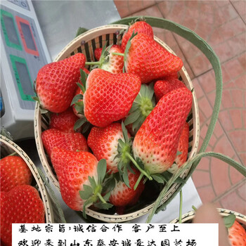 桃熏草莓苗零售，陕西安康妙香7号草莓苗