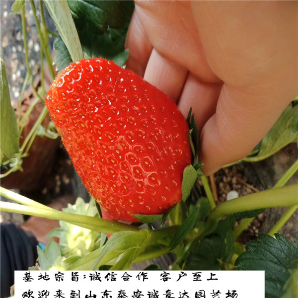 丰香草莓苗那里便宜,天津东丽章姬草莓苗