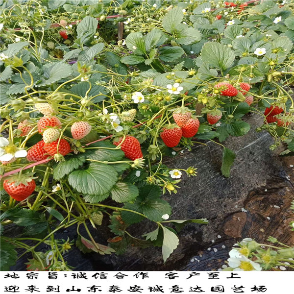 奶油草莓苗一棵多少钱、秋天奶油草莓苗标准价格
