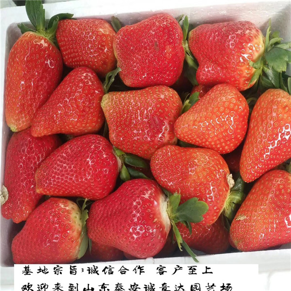 奶油草莓苗一棵多少钱、秋天奶油草莓苗标准价格