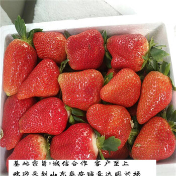 红99草莓苗到哪里买,宁夏吴忠甜查理草莓苗