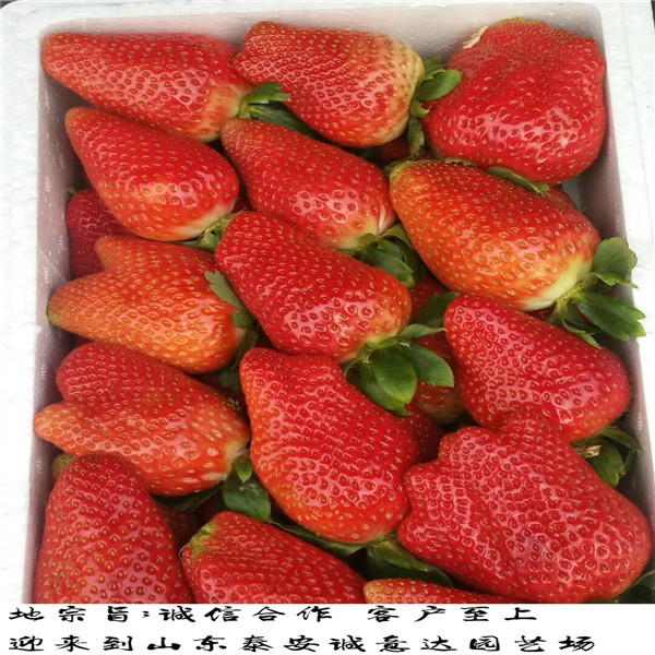 土特拉草莓苗新价格,重庆南川牛奶草莓苗