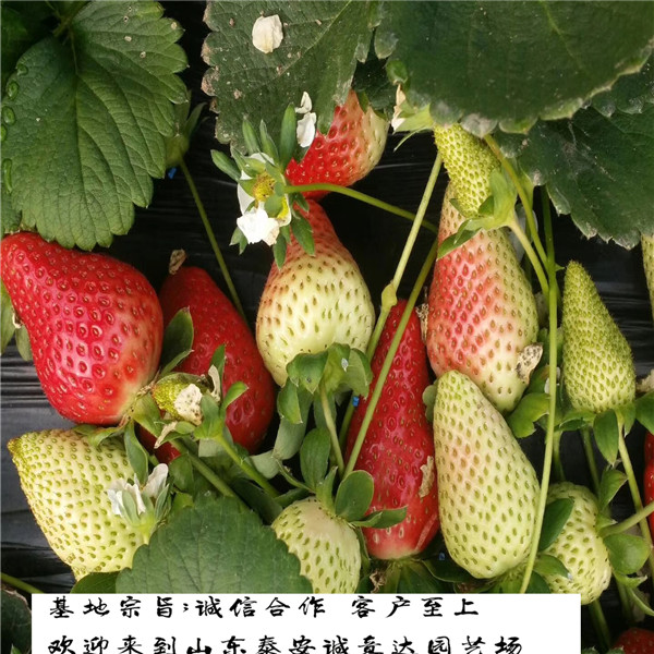 牛奶草莓苗批发牛奶草莓苗2018年报价