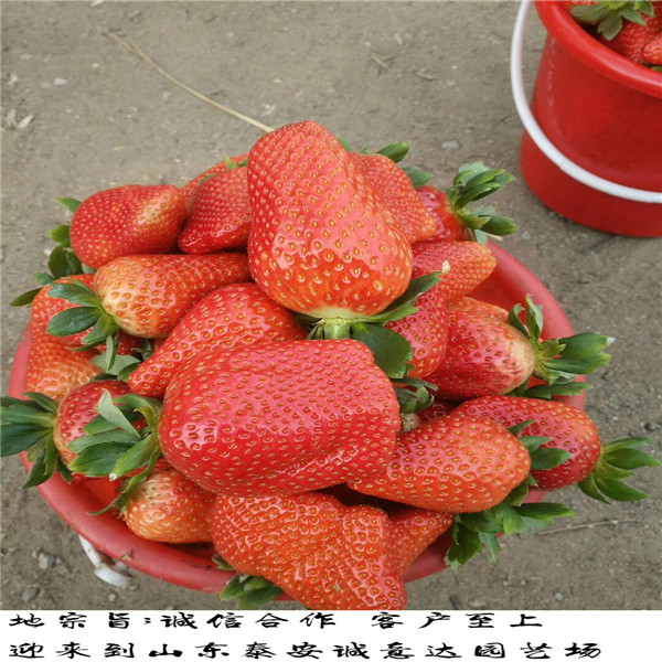 香蜜草莓苗哪里便宜、香蜜草莓苗火爆预定中