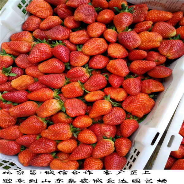 出售丰香草莓苗，丰香草莓苗今年报价