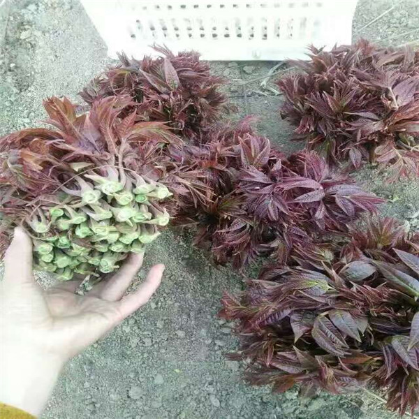 香椿苗到哪里買,北京香椿苗