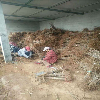 黑油香椿苗哪里有批發(fā)的,河南黑油香椿苗