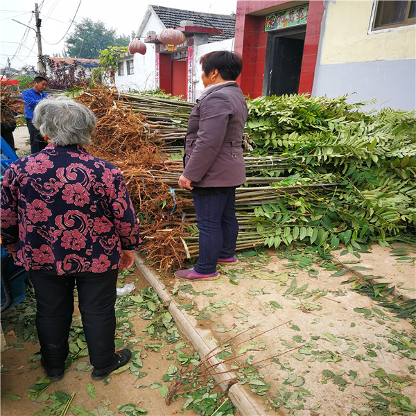 矮化香椿苗报价一览表,黑龙江矮化香椿苗