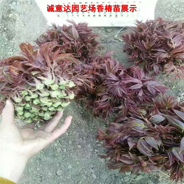 紅油香椿苗報價,四川紅油香椿苗