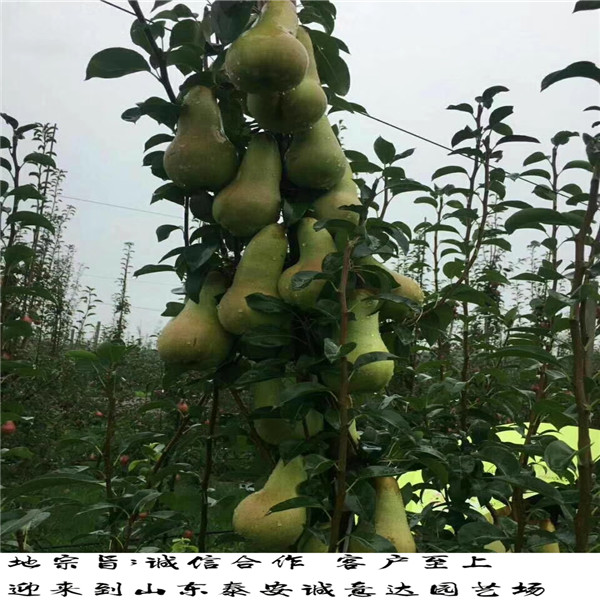 紅香酥梨樹苗便宜報(bào)價(jià)哪里出售紅香酥梨樹苗