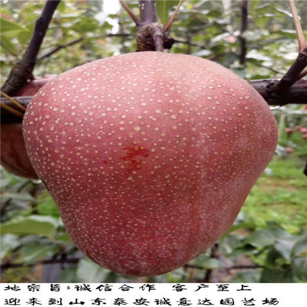 黃金梨樹苗哪里賣的便宜培育黃金梨樹苗