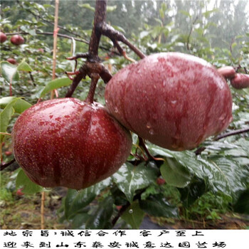夏玉梨樹苗報價品種的夏玉梨樹苗