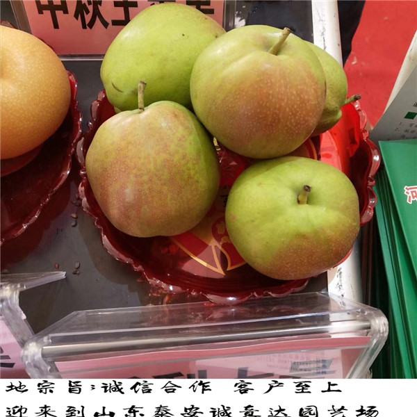 奧紅一號梨樹苗報價一覽表便宜的奧紅一號梨樹苗