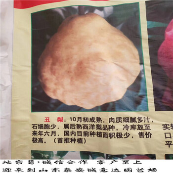 秋月梨樹苗品種展示哪里賣秋月梨樹苗