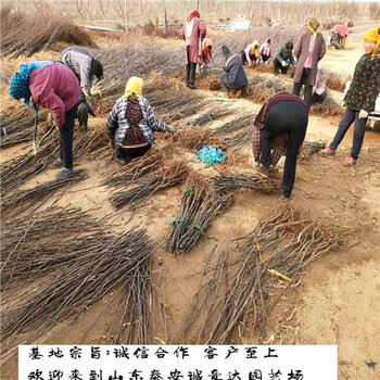 玉露香梨樹苗便宜供應(yīng)哪里賣的玉露香梨樹苗