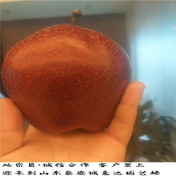黃金梨樹苗便宜價格哪里有種植黃金梨樹苗