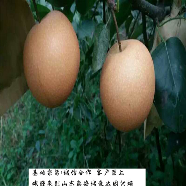 秋月梨樹苗產(chǎn)區(qū)賣多少錢、培育秋月梨樹苗