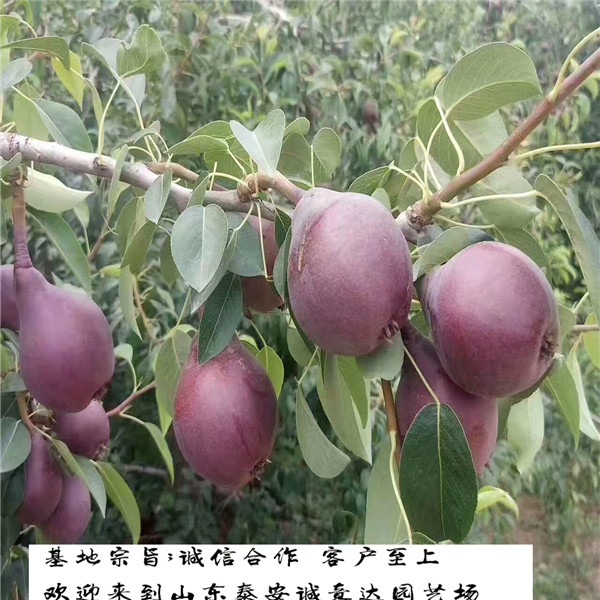 紅香酥梨樹苗哪里有出售的紅香酥梨樹苗