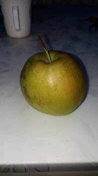 黑龍江全紅梨樹苗品種標準價格