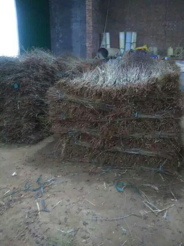 全紅梨樹苗品種怎么賣便宜的全紅梨樹苗品種