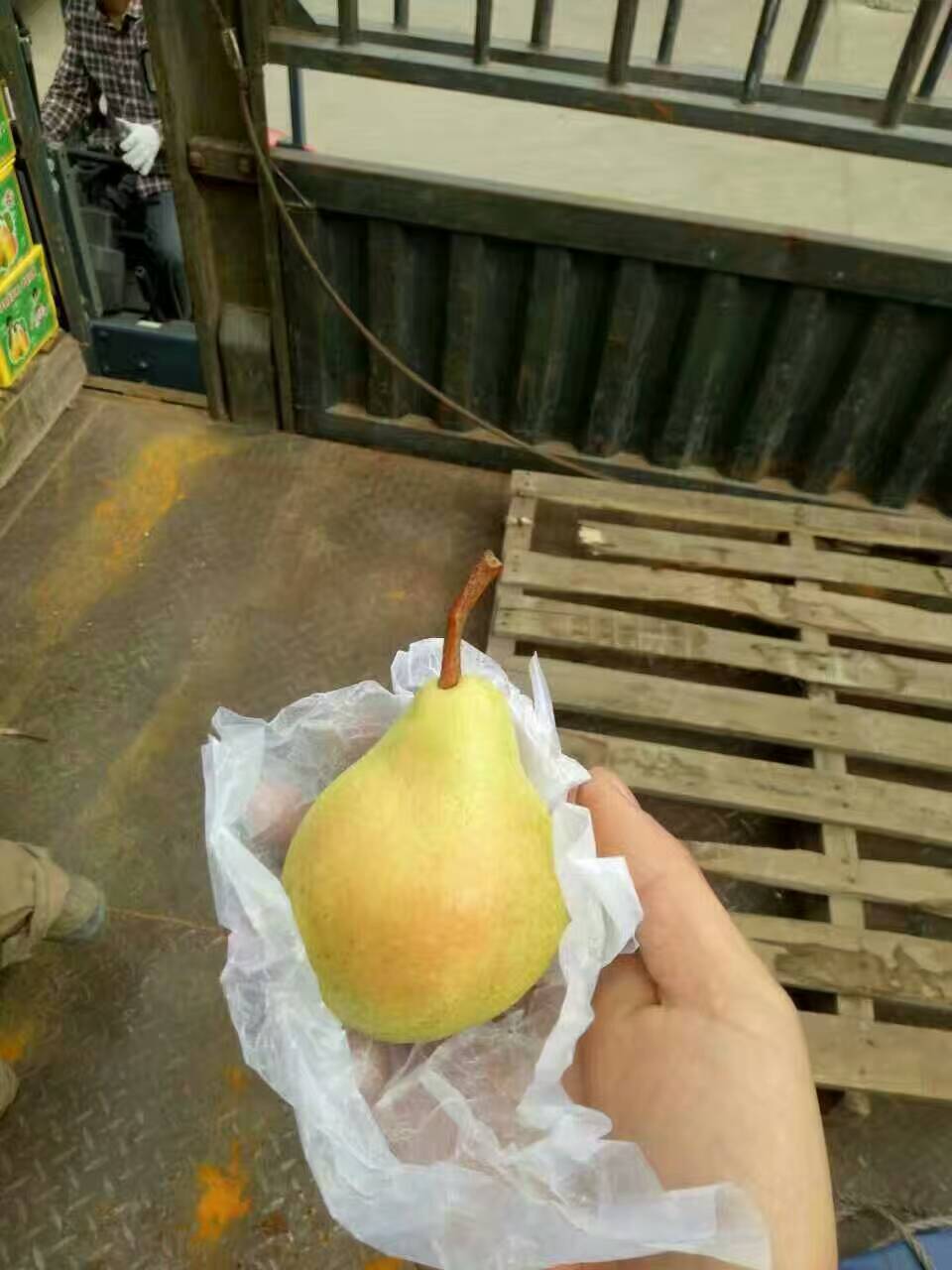 紅香酥梨樹苗哪里有出售的紅香酥梨樹苗