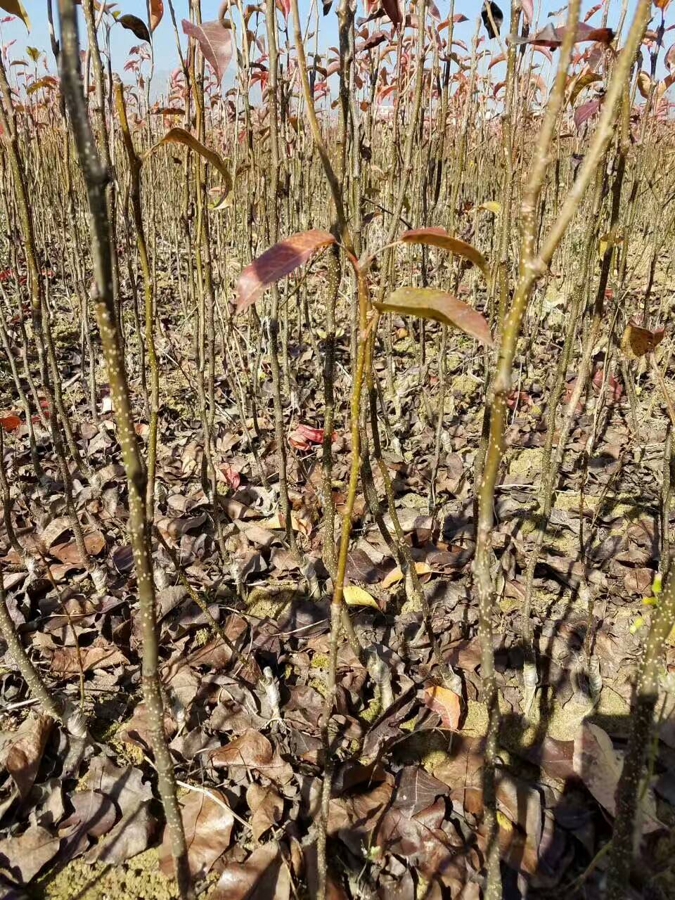 红香酥梨树苗定苗热线基地红香酥梨树苗