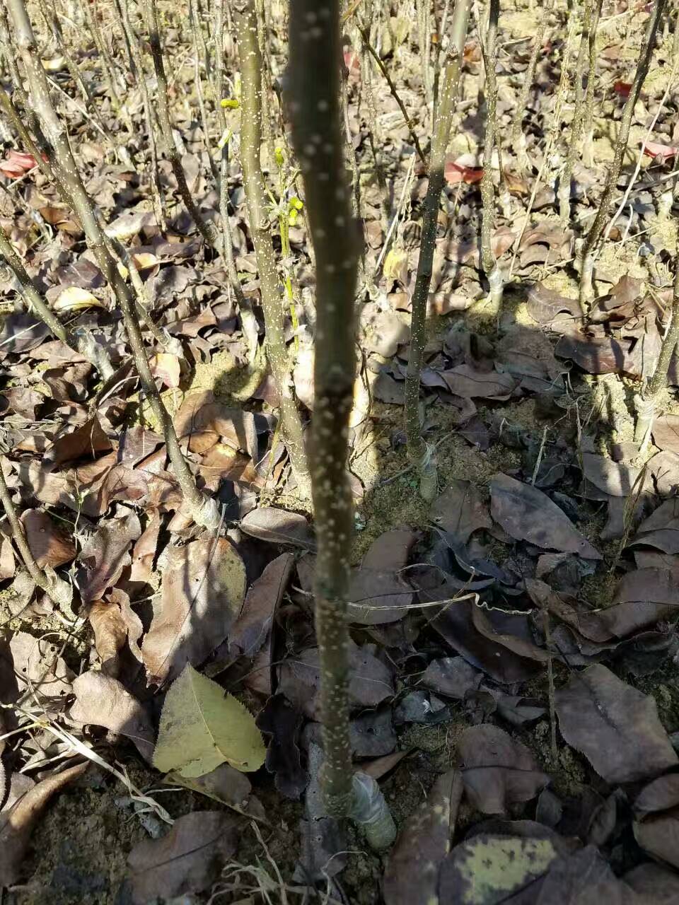 红香酥梨树苗便宜价格销售红香酥梨树苗