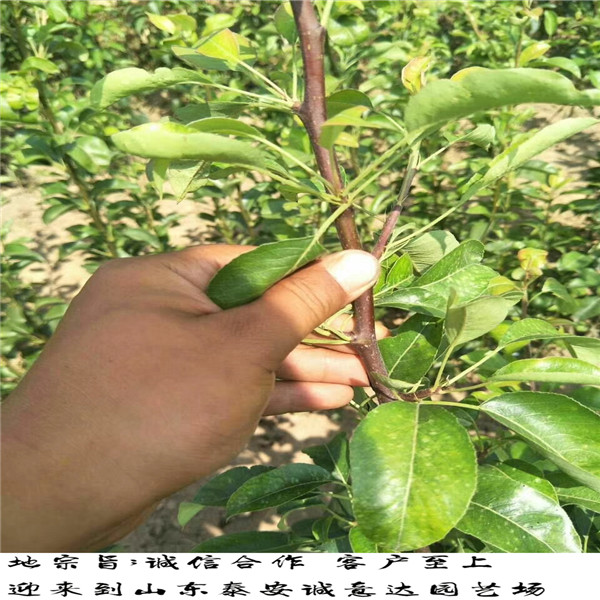 綠寶石梨樹苗哪里有綠寶石梨樹苗