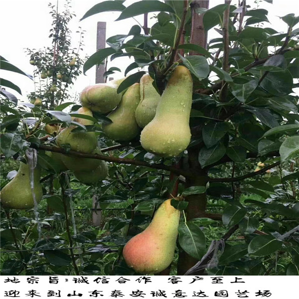 新梨7號梨樹苗銷售的新梨7號梨樹苗