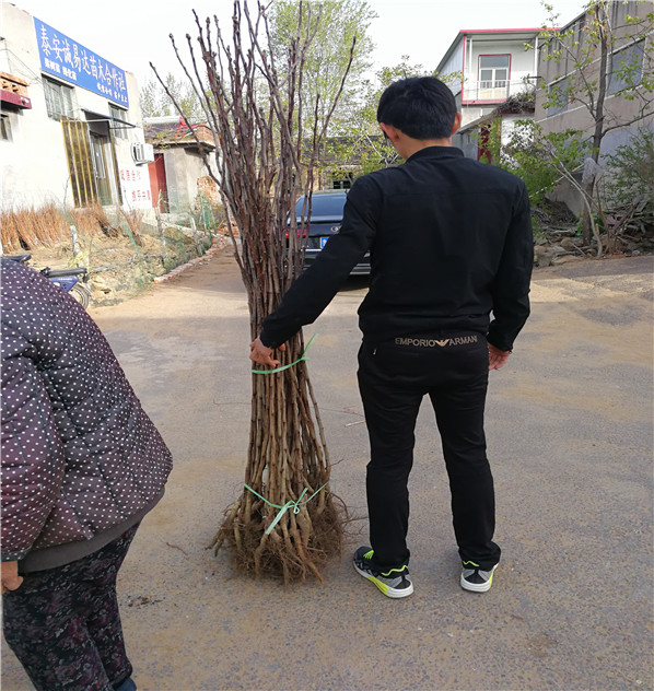 哪里出售3年生嫁接甜红子山楂树苗