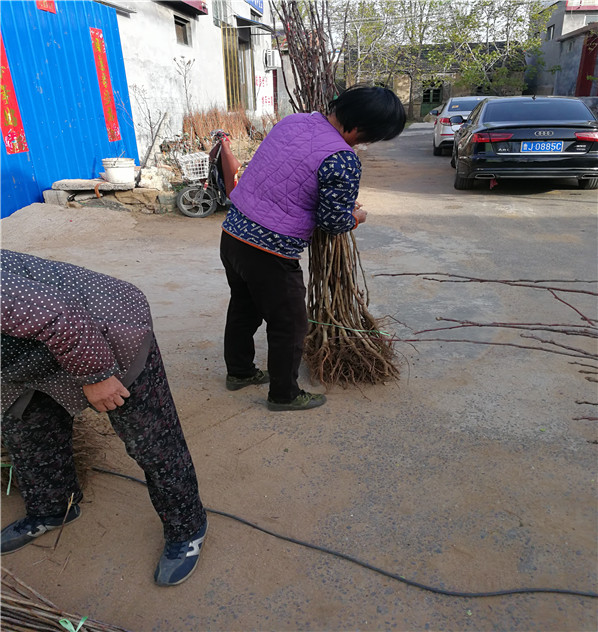 什么地方批發(fā)5年生大金星山楂樹苗