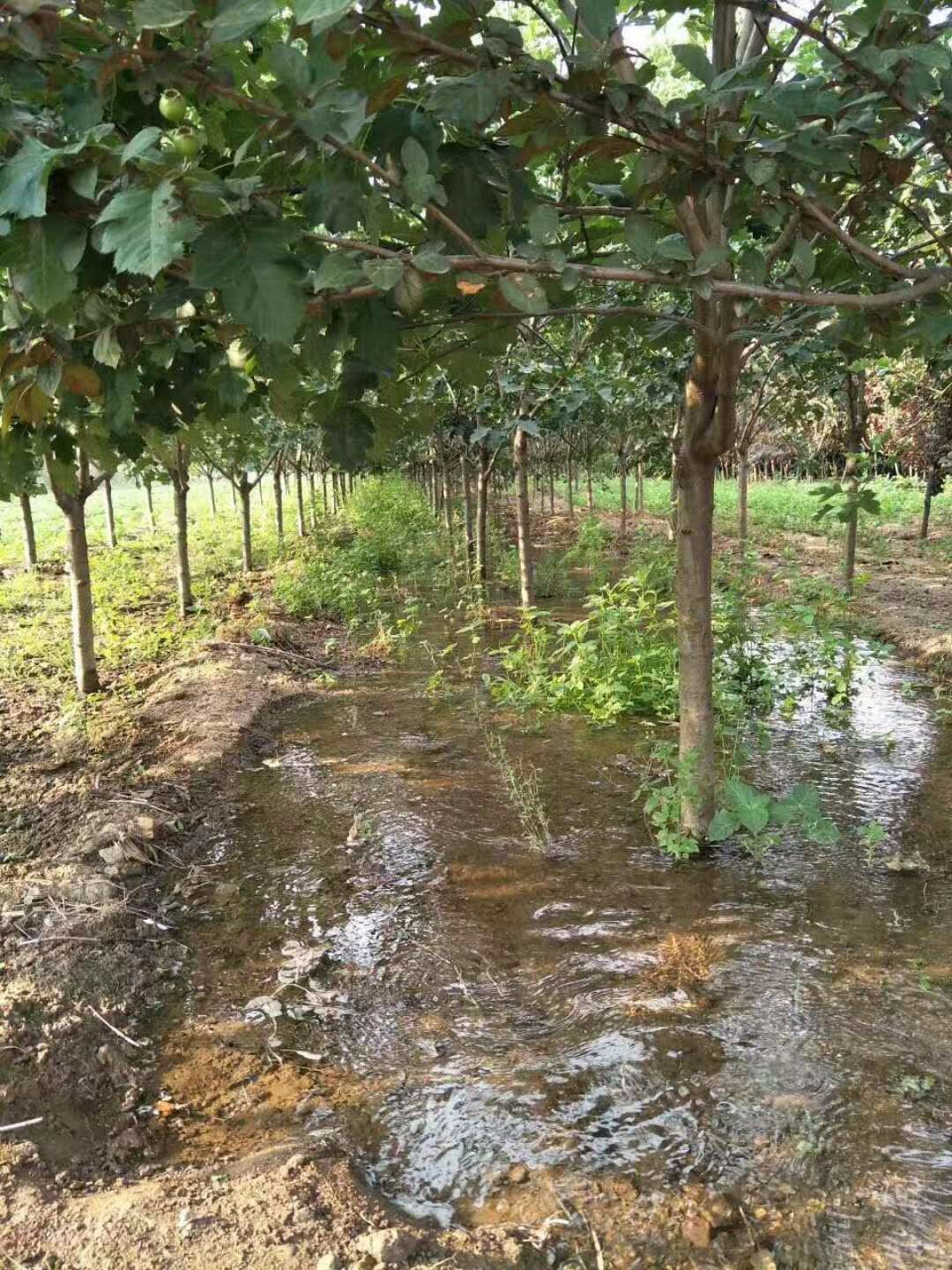 培育今年嫁接甜红子山楂树苗