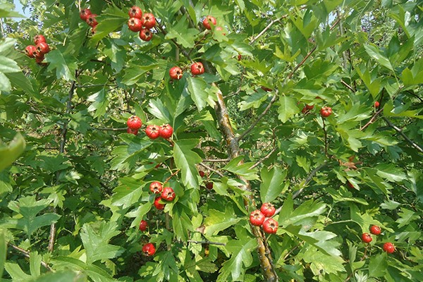 哪里銷售6公分甜紅子山楂樹苗