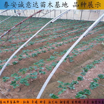 菠萝口味草莓苗重庆沙坪坝基地