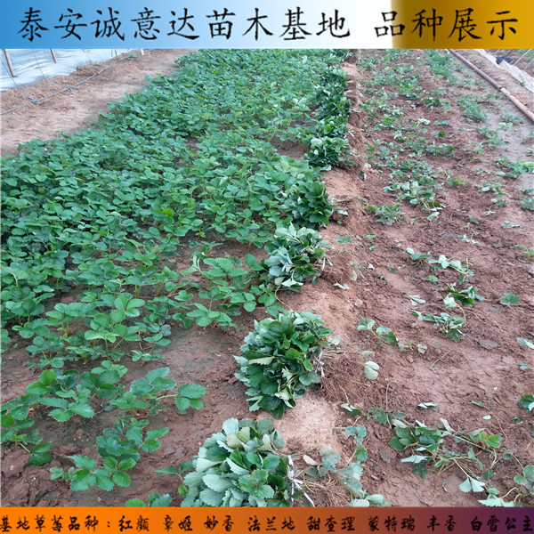 拉松6号草莓苗种植和浇水哪里卖奶油口味草莓苗