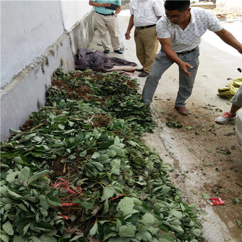 什么地方有章姬草莓苗便宜出售