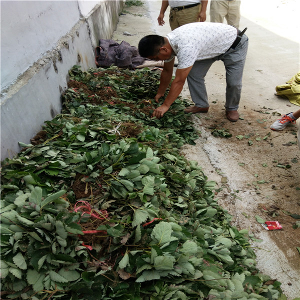 什么地方零售奶油口味草莓苗挖苗哪里价格便宜