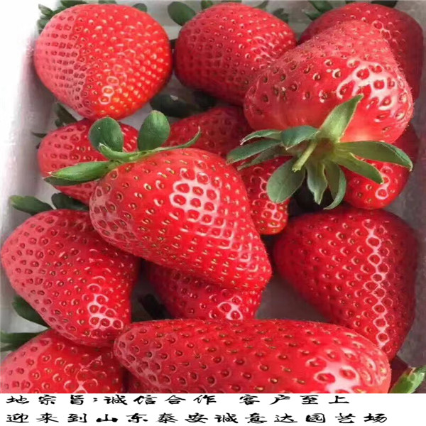 什么地方有法兰地草莓苗需要多少钱
