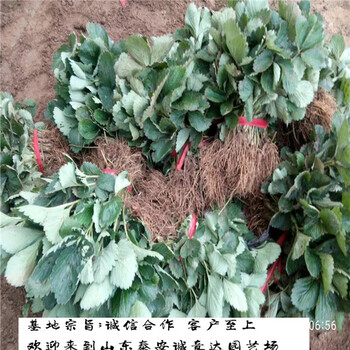 粉红公主草莓苗2018批发基地哪里有久香草莓苗