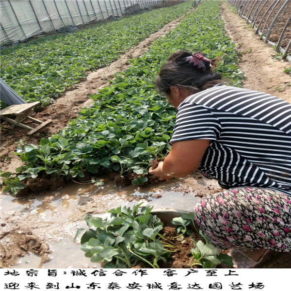 江苏连云港红颜草莓苗2018批发基地,粉红公主草莓苗