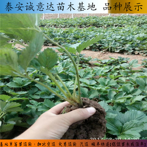 久香草莓苗2018市场报价表哪里有菠萝口味草莓苗