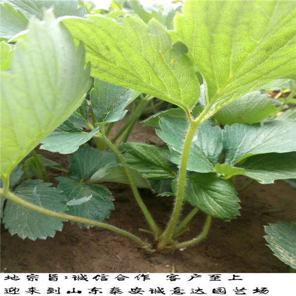 日本白草莓苗，什么地方批发甜查理草莓苗