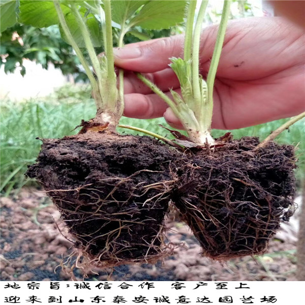 以斯列二号草莓苗2018批发基地哪里卖红颜草莓苗