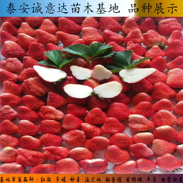 美王四季草莓苗2018批发基地哪里卖京桃香草莓苗