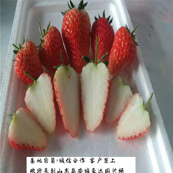 越心草莓苗云南怒江基地